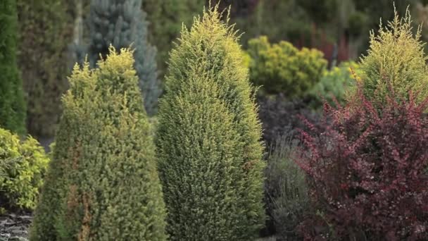 Jardín Botánico a la luz del día. plantación de thujas — Vídeo de stock