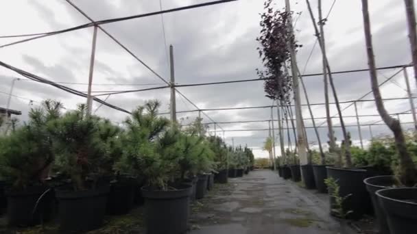 View of seedling of spruces in pots outdoors — 비디오