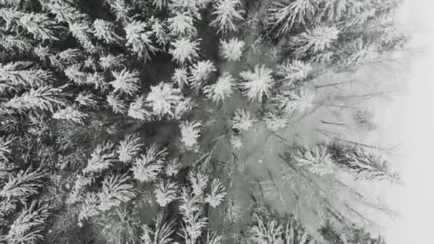 4k bird eye view of snowy spruce forest in winter. top view — 비디오