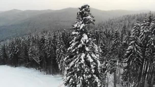 Geweldig uitzicht vanuit de lucht op de winter landschap sparren bos en ski weg — Stockvideo