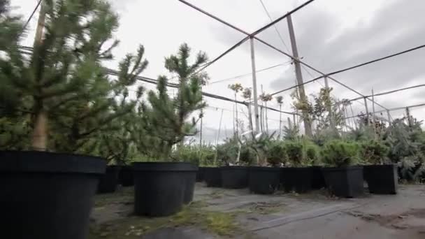 Primer plano de ramas de abeto en macetas para la venta — Vídeo de stock