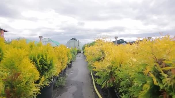 Weg zwischen zum Verkauf stehenden Gartenpflanzen verschließen — Stockvideo