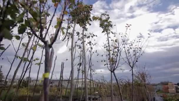 Den botaniske hagen fra første persons tre brakker seg – stockvideo