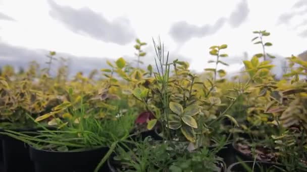Närbild av växter i krukor utomhus — Stockvideo