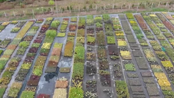 Luftaufnahme des botanischen Feldes. Pflanzen anbauen — Stockvideo