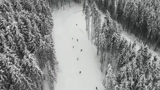 Carrera de esquí entre el bosque de abetos con un giro pronunciado — Vídeo de stock