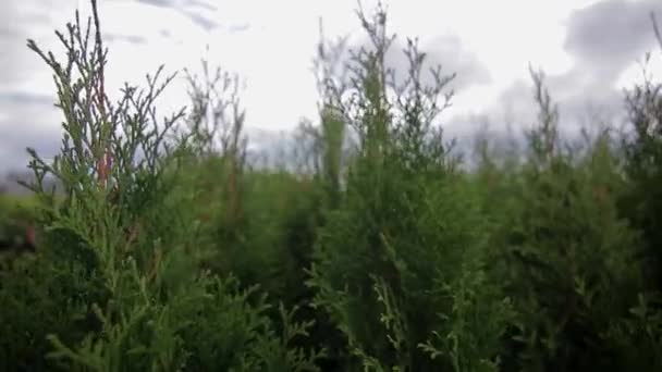 Vue rapprochée des plantes thuja en pots — Video