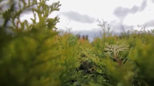 Se déplaçant à travers les feuilles de thuja gros plan — Video