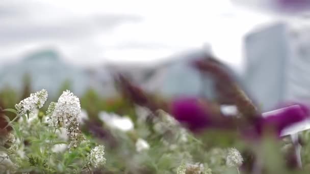Der Frühling kommt mit Lavendel — Stockvideo