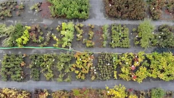 Luftaufnahme des botanischen Gartens. Sämlinge wachsen zum Verkauf — Stockvideo