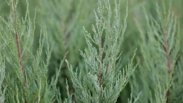 des branches de thuja rapprochées. jardinage botanique 