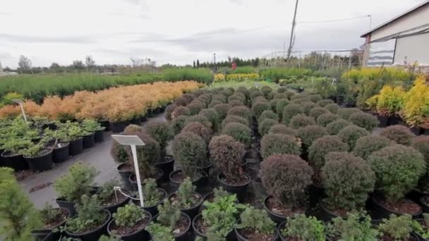 Veksthus med forskjellige planter i potter – stockvideo