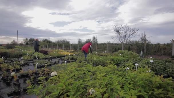 Sazenice v květináčích na prodej venku. botanická zahrada — Stock video