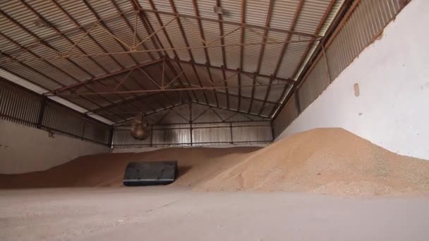 Hangar storage whith wheat grain — Stock Video