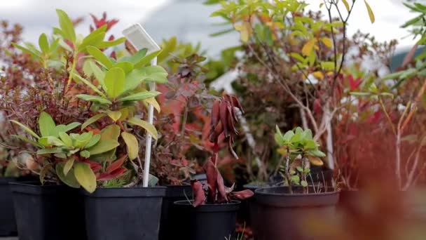 Plantas de jardín botánico en macetas cámara lenta — Vídeo de stock