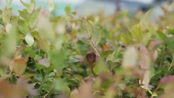Close-up van botanische zaailing bladeren — Stockvideo