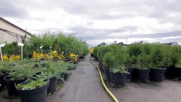 Camino en el jardín botánico. plantas de cultivo de invernadero — Vídeo de stock