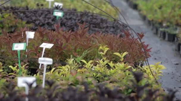 Invernadero botánico con diferentes plántulas — Vídeo de stock