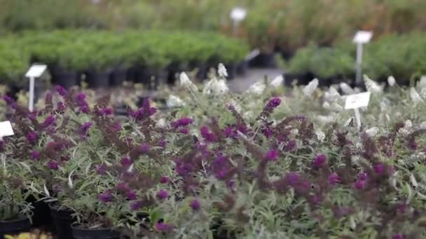 View of flower seedlings in the greenhouse — 비디오