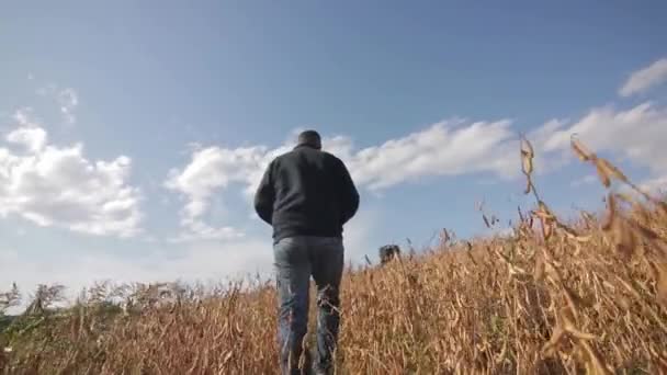 Bauer geht durch das Weizenfeld. von unten — Stockvideo