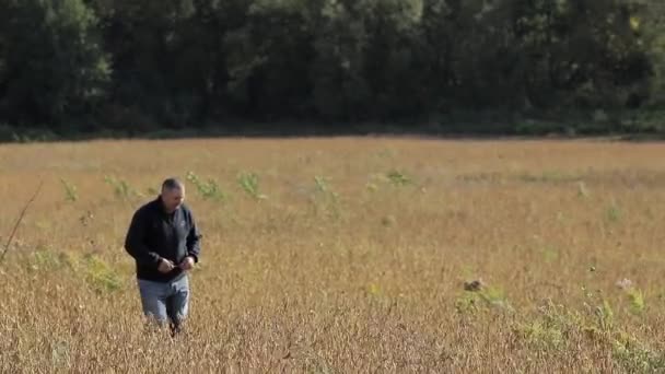 Um homem caminhando entre o prado de trigo — Vídeo de Stock