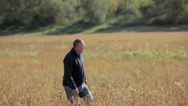 Man walking through wheat fied front view — Stock Video