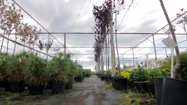 Wandelen door boom plantage zaailing in potten — Stockvideo