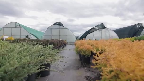 Desplazarse por las diferentes plantas en macetas — Vídeo de stock