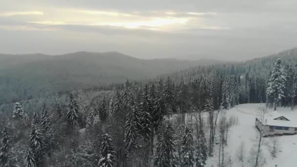 山のスプルースの森の霧の天気 — ストック動画