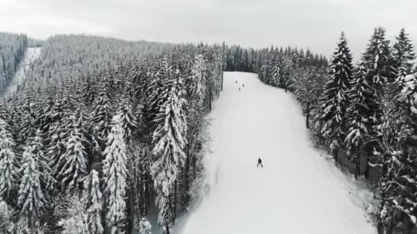 Kışın köknar ağaçları arasında kayak yolu — Stok video