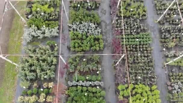 Vista aérea superior de plantas diferentes planta cultivada de sementes em vasos — Vídeo de Stock