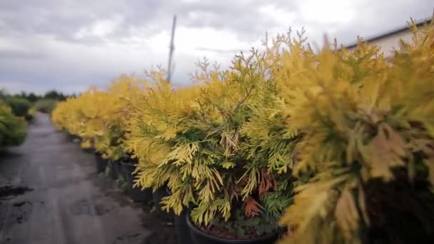 Potten met jonge jeneverbes planten in de kas buiten — Stockvideo