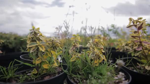 Vista de cerca plántulas en macetas. tienda de jardín — Vídeo de stock