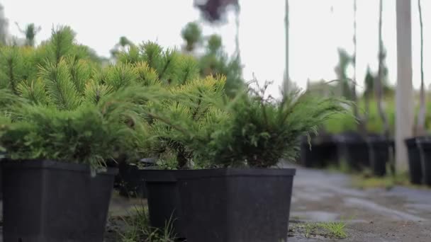 Closeup potted zaailingen van dennenboom in tuin winkel — Stockvideo