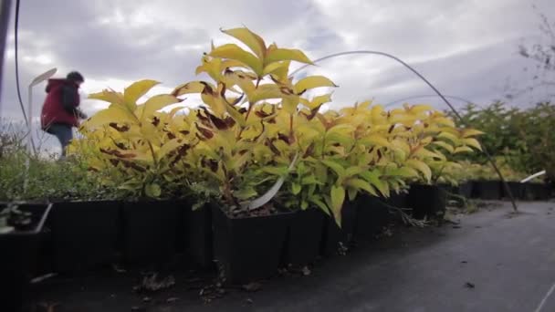 Plantas en maceta al aire libre en tienda de jardín — Vídeo de stock