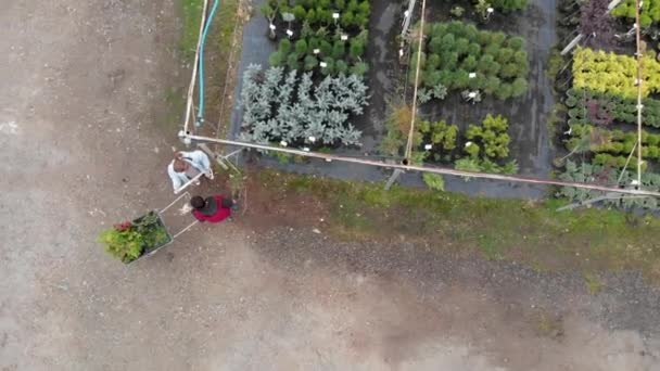 Letecký pohled na zahradnictví. pracující lidi. rostliny v květináčích — Stock video