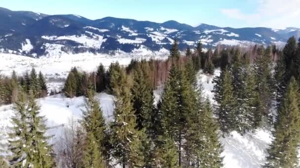 Uitzicht op de drone vanuit de lucht in het bergwoud. Winterlandschap. — Stockvideo