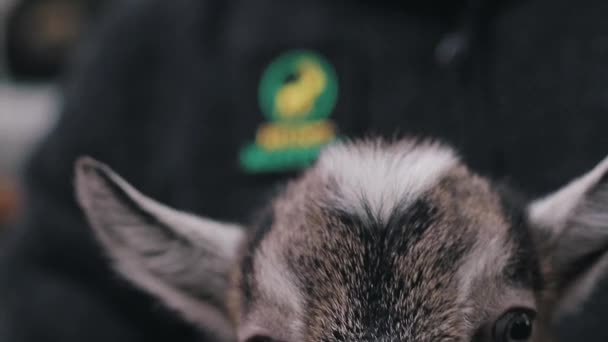 chèvre chasseur marché gros plan
