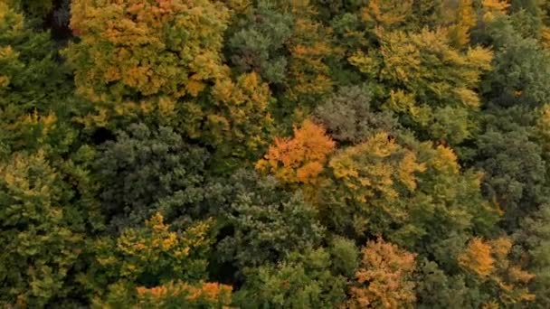 从上往下的秋天的木头。自然背景。五彩缤纷的秋林空中尽收眼底. — 图库视频影像