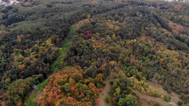 Shora dolů podzimní dřevo. Přírodní pozadí. Letecký pohled shora na podzimní les s barevnými stromy. — Stock video