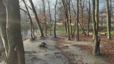 Sonbahar yaprakları yavaş çekimde düşüyor ve güneş sonbahar yapraklarında parlıyor.