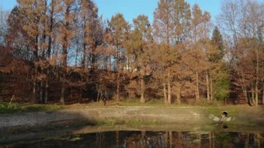 Sonbahar yaprakları yavaş çekimde düşüyor ve güneş sonbahar yapraklarında parlıyor.