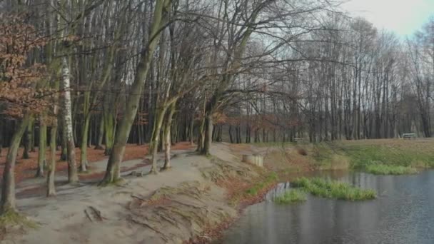 Hojas de otoño cayendo en cámara lenta y el sol brillando a través de hojas de otoño — Vídeo de stock