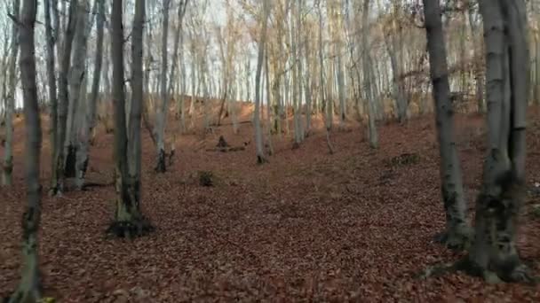 Frunzele de toamnă care cad în mișcare lentă și soarele strălucește prin frunzele de toamnă — Videoclip de stoc