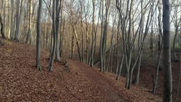 Foglie autunnali cadono al rallentatore e il sole splende attraverso le foglie autunnali — Video Stock