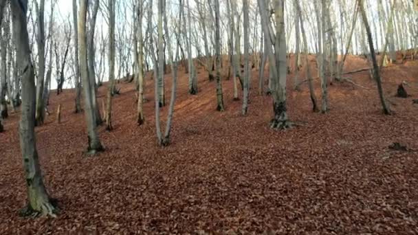 Herbstblätter fallen in Zeitlupe und die Sonne scheint durch Herbstblätter — Stockvideo