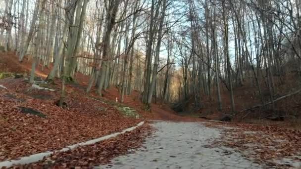 Foglie autunnali cadono al rallentatore e il sole splende attraverso le foglie autunnali — Video Stock