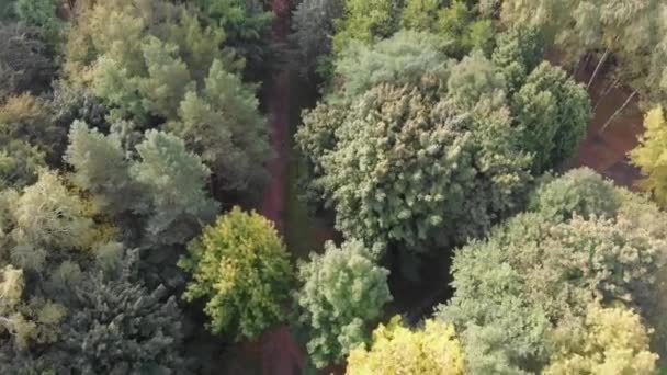 Magiczny widok na duży park miejski — Wideo stockowe