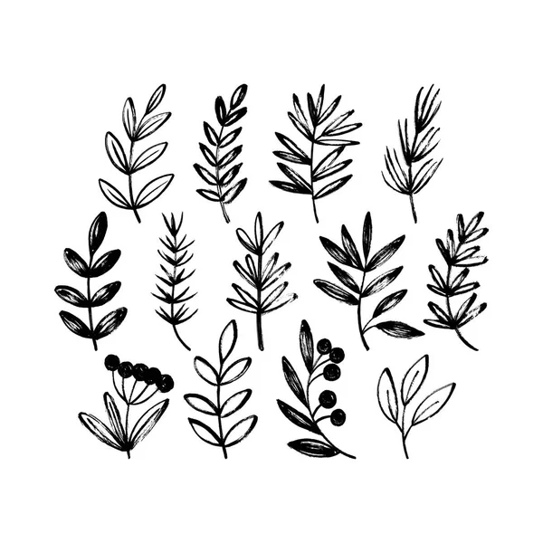 Éléments floraux dessinés à la main — Image vectorielle