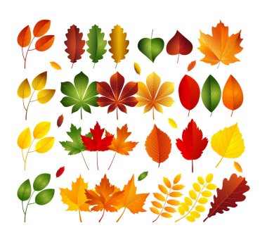 Parlak sonbahar yaprakları kümesi